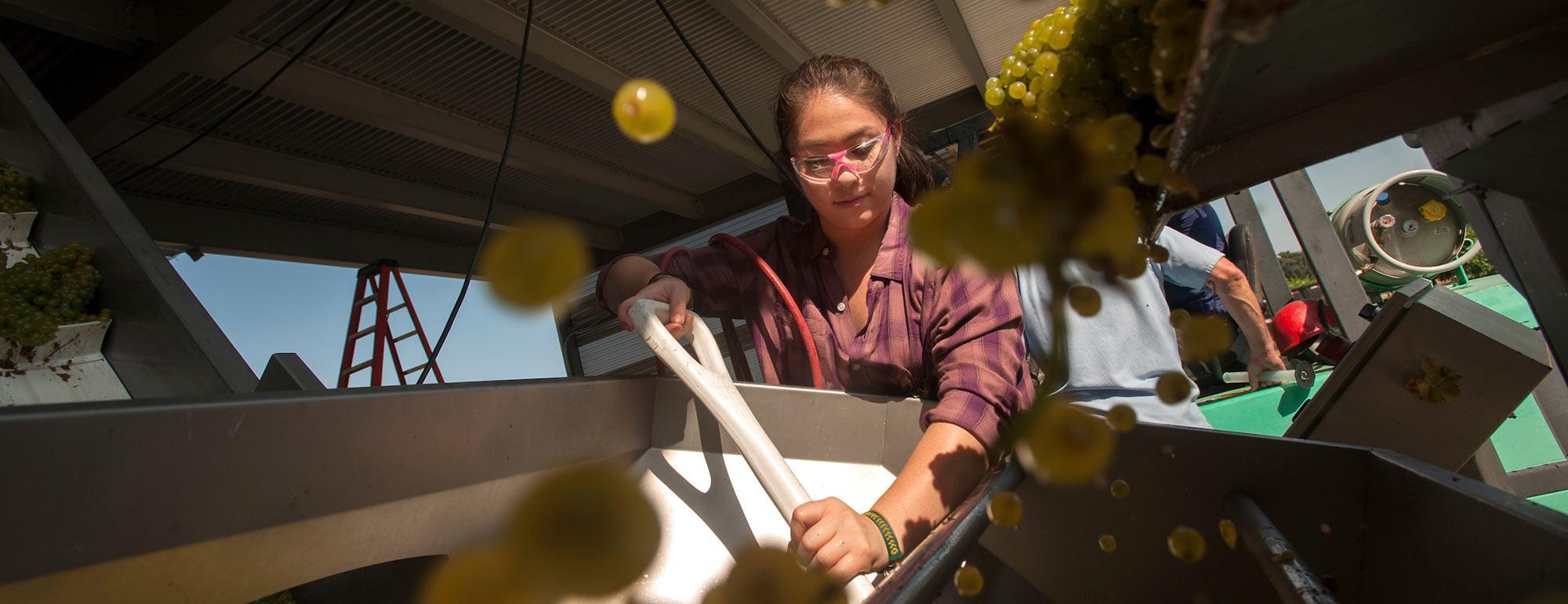 一个女学生把葡萄分拣到一个大机器里